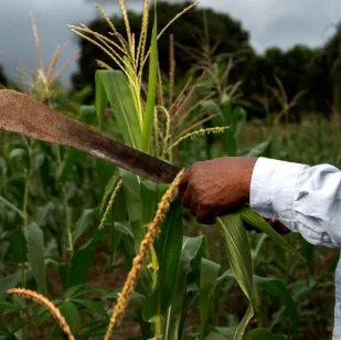 A Image of farmer hand holding farming tool