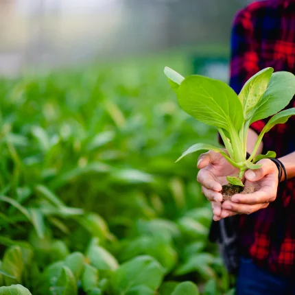 A Image of Planting