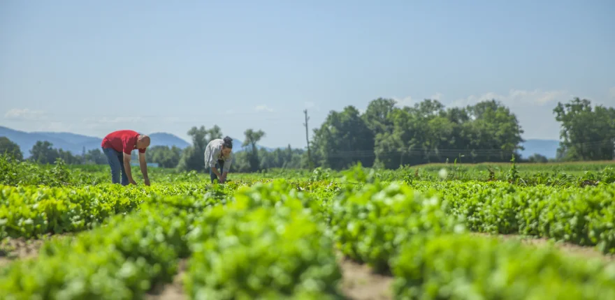 A Image of Farmers